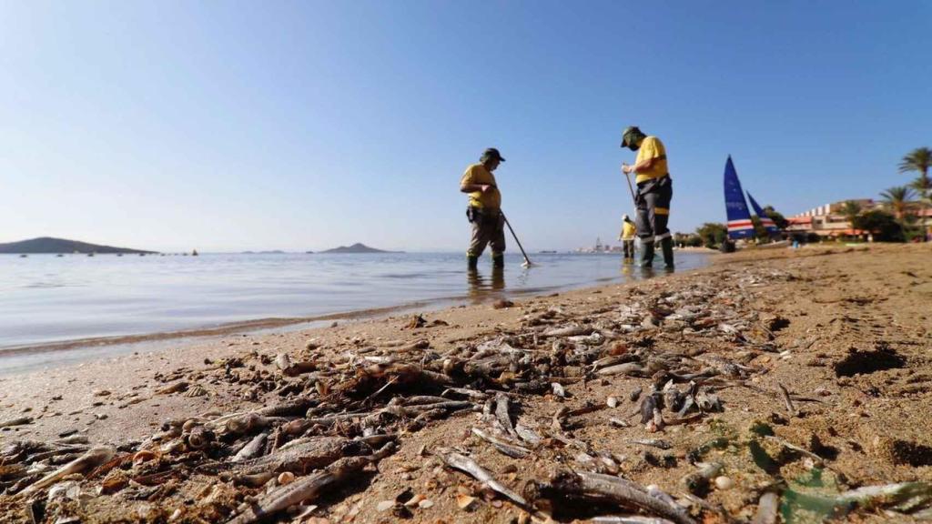 Operarios de Medioambiente recogiendo los peces muertos en el Mar Menor.