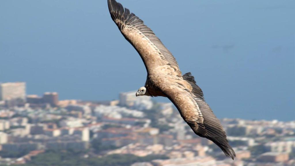 Imagen de un buitre.