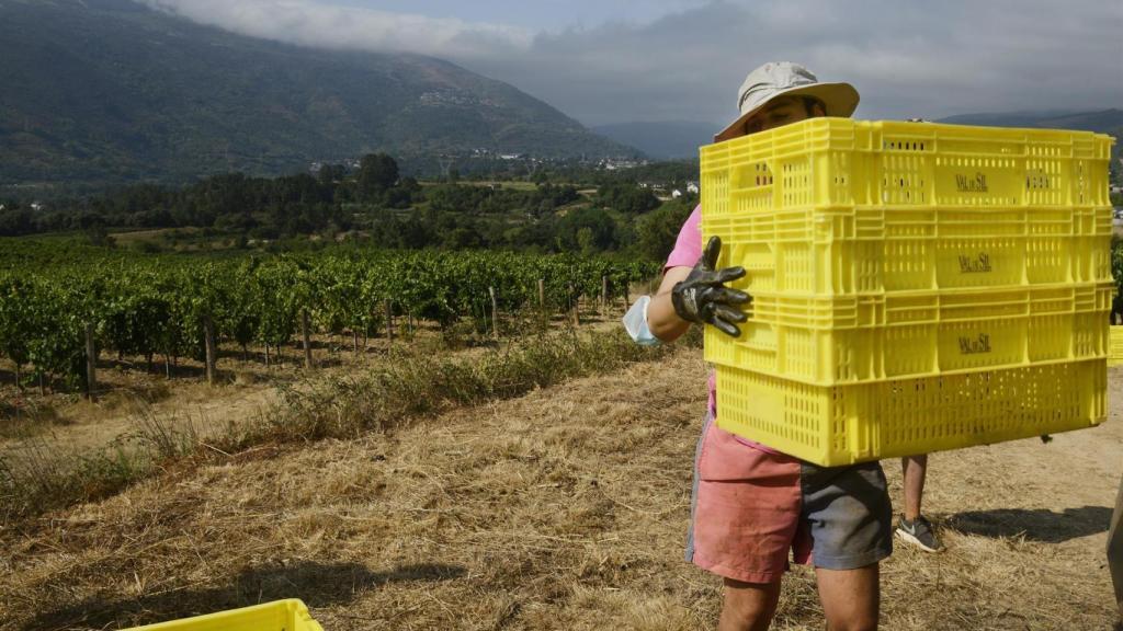 Vendimia en Ourense.