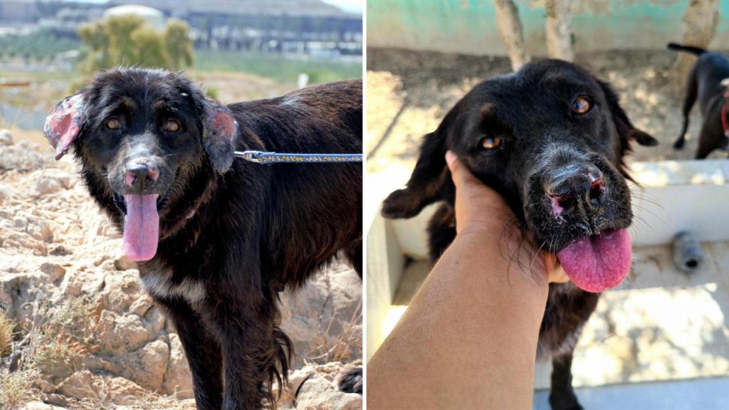 El antes y el después de Mora, en apenas unas semanas desde que llegó a Asoka.