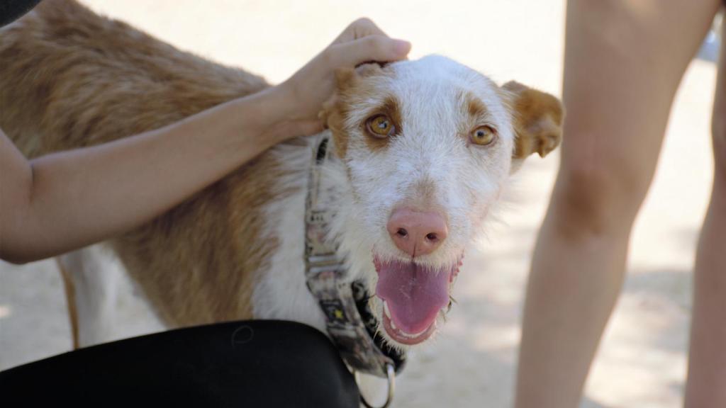 Canelita, la perrita con mirada dulce de la protectora.
