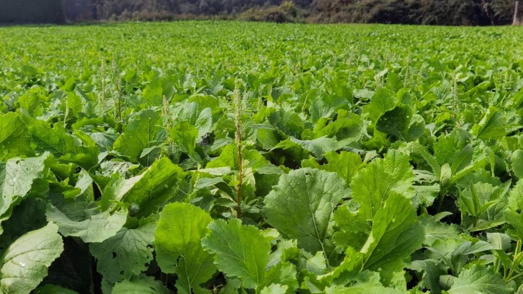 Fuente: Quincemil/Luciano FragaLa campaña aprovecha que muchos productos de la huerta gallega están de temporada, como las patatas o los grelos, que triunfan en numerosas recetas de casas rurales