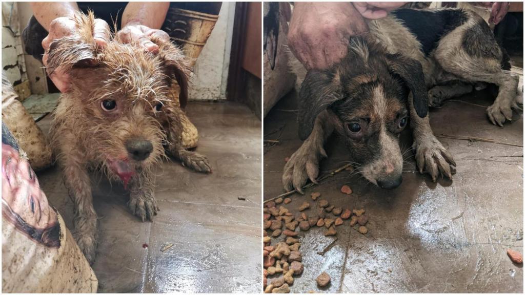 Dos de los perros rescatados en Santiago.