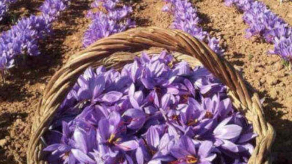 Azafrán de La Mancha