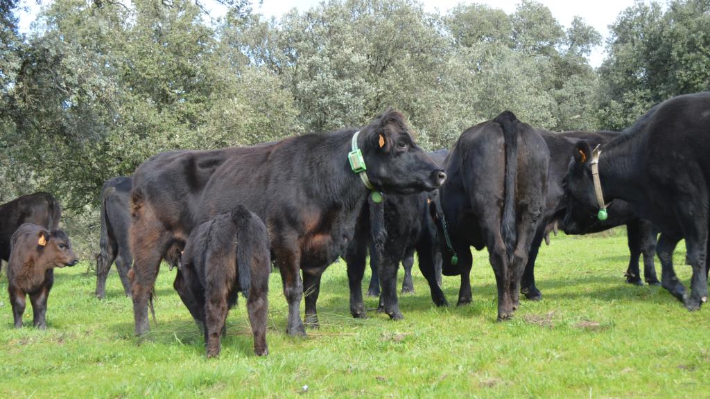 Ganaderos del valle del Estós en Benasque (Huesca) y de otros puntos de la geografía española ya emplean la tecnología basada en 'big data' e inteligencia artificial de Ixorigue para mejorar la rentabilidad de sus explotaciones.