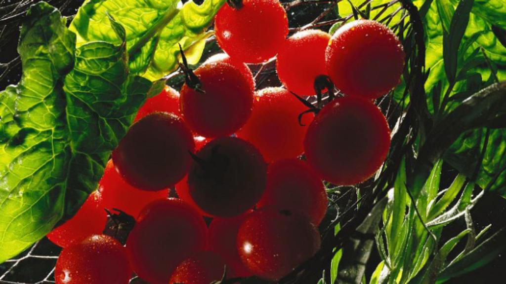 Tomates cherry.