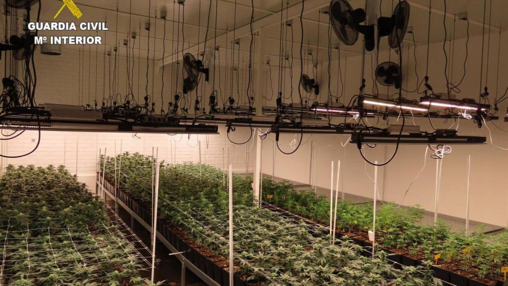 La nave del polígono conquense escondía 1.600 plantas de marihuana.