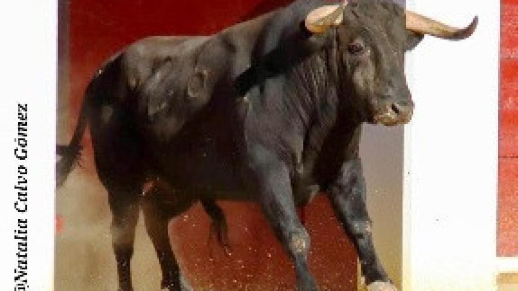 FOTOS VA 1ª DE FERIA (11)