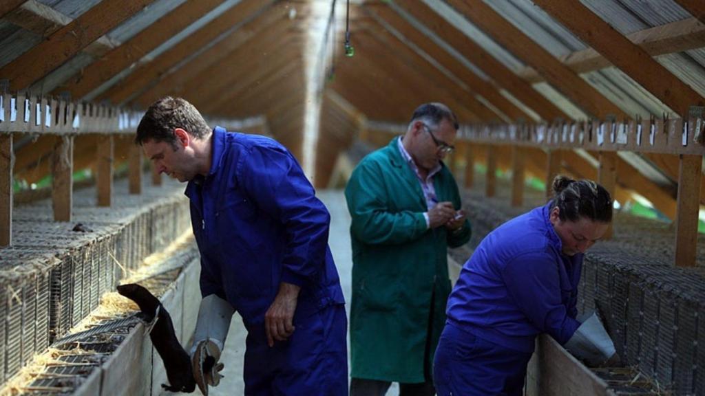 Granja De Visones En Santiago De Compostela