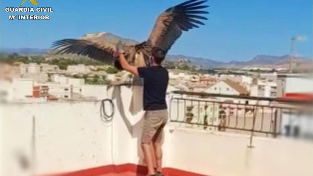 La Guardia Civil rescata a este buitre leonado que apareció desorientado en una azotea de Novelda.