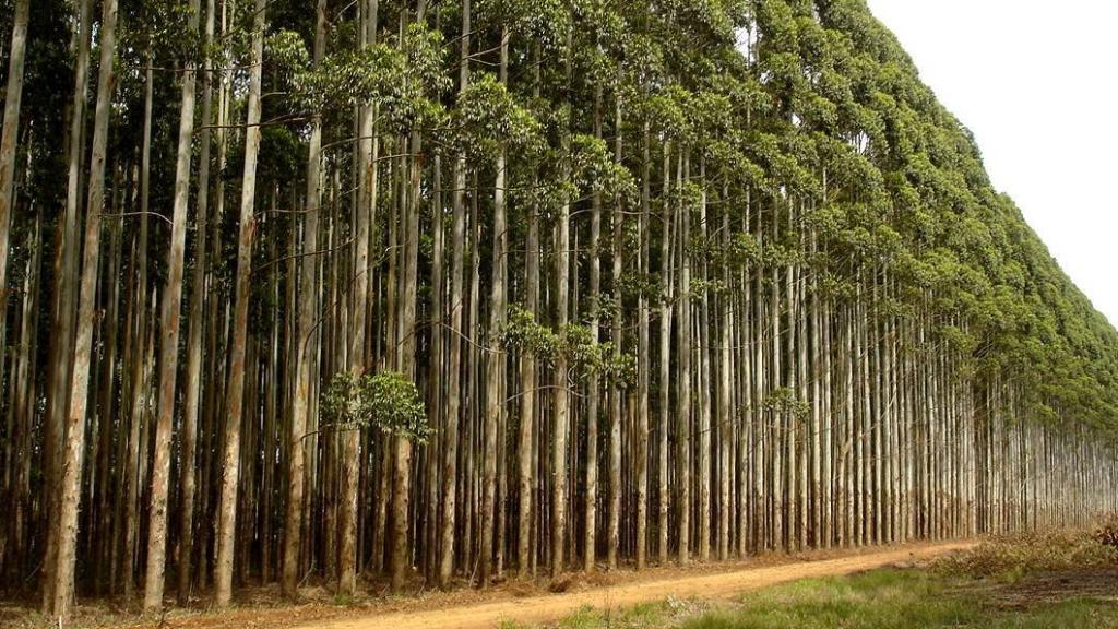 Bosque de eucaliptos en Galicia.