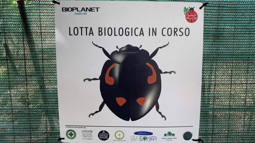 Las mariquitas actúan como depredador natural de la cochinilla tortuga.