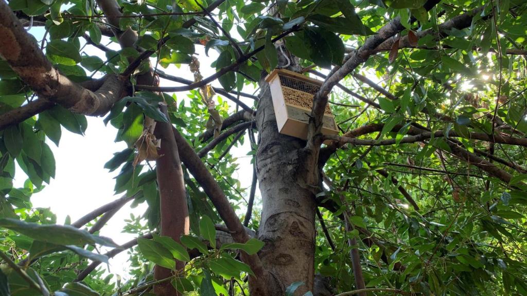 Desde hace tres años, una plaga está diezmando los pinos de Roma.