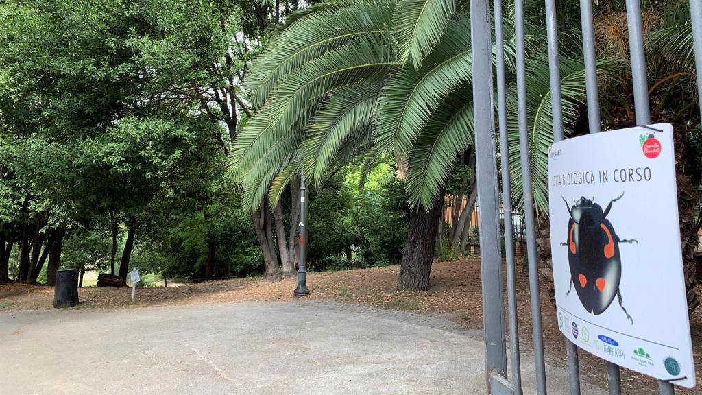 La presencia de la cochinilla ha disminuido considerablemente con respecto al pasado junio.