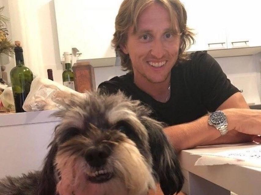 El bichón maltés de Luka Modric