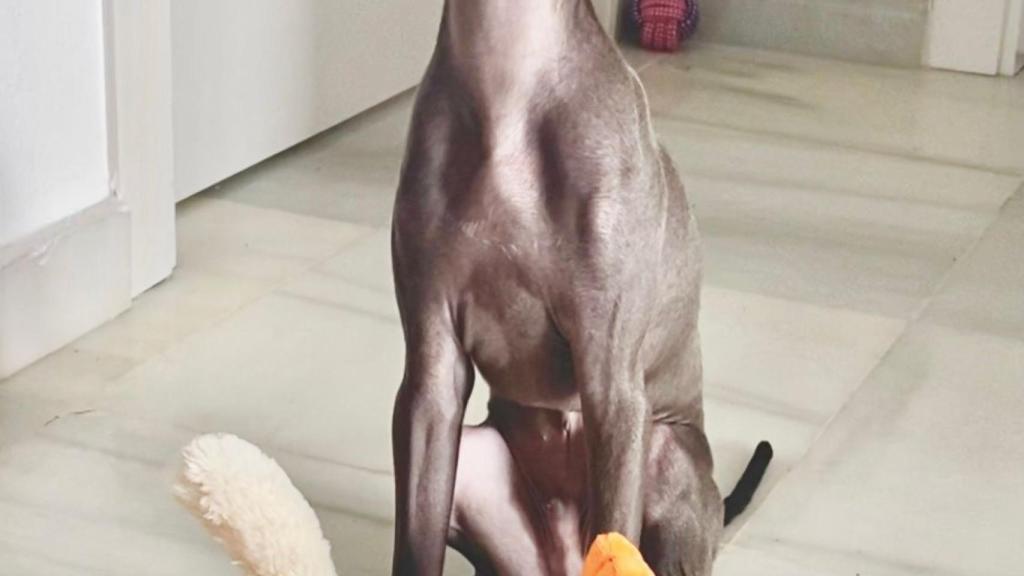 Galgo lebrel de Evelin