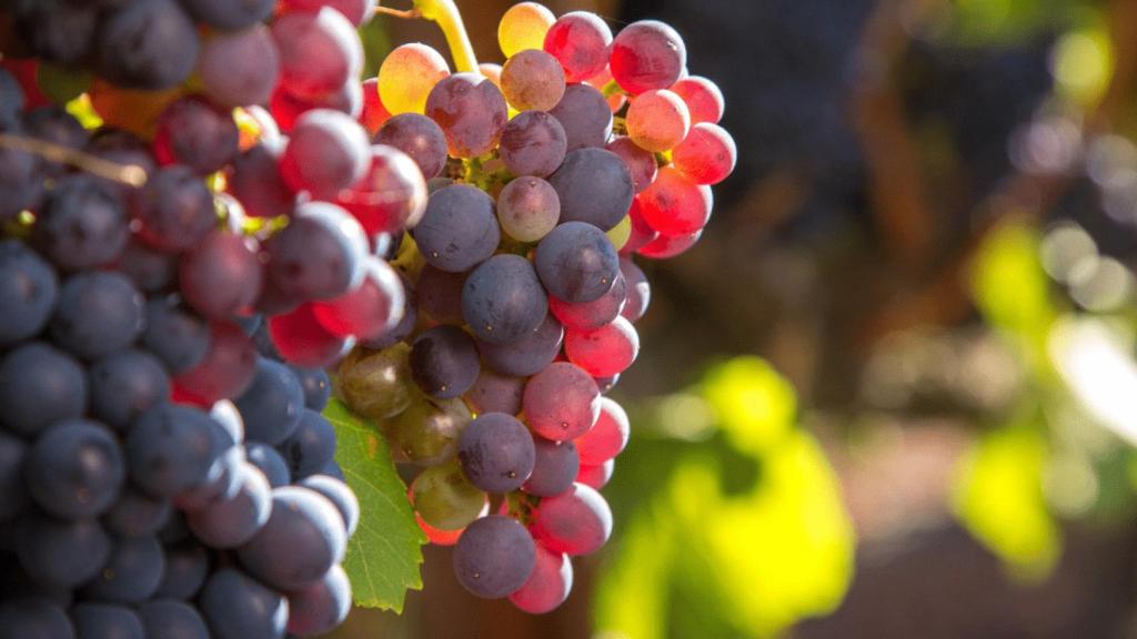 Es el momento de reivindicar nuestra garnacha.