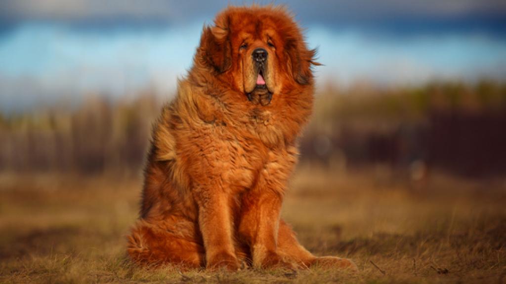 Estas son las razas de perros más raras del mundo