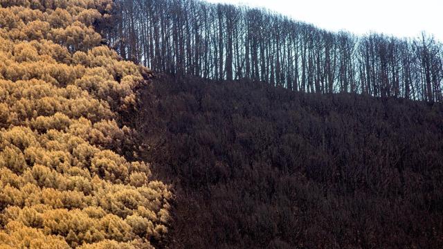 Pinos quemados en la zona del Puerto de Las Peñas Blancas (Jubrique)