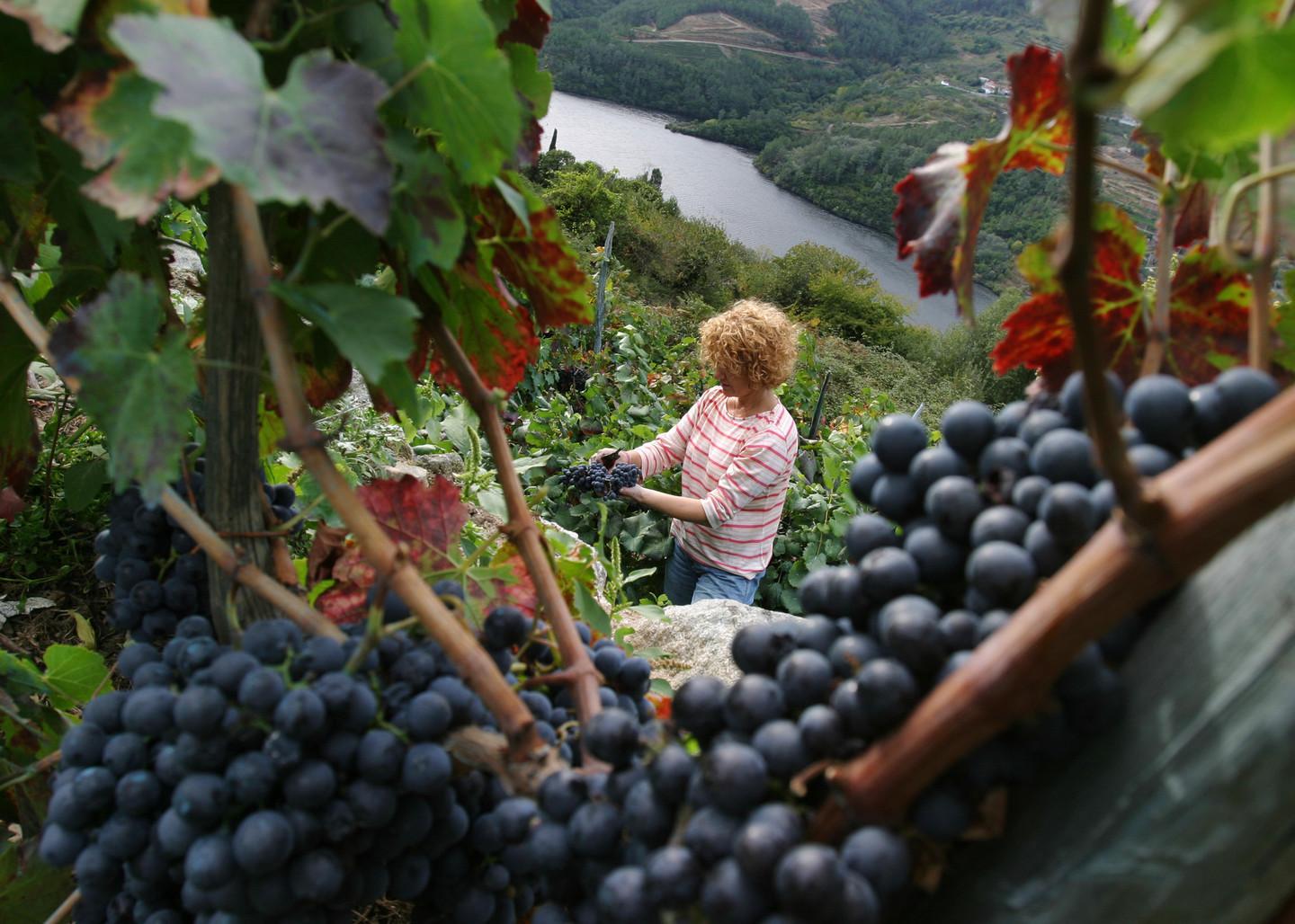 Época de vendimia en Ribeira Sacra. Foto: Turismo de Galicia.