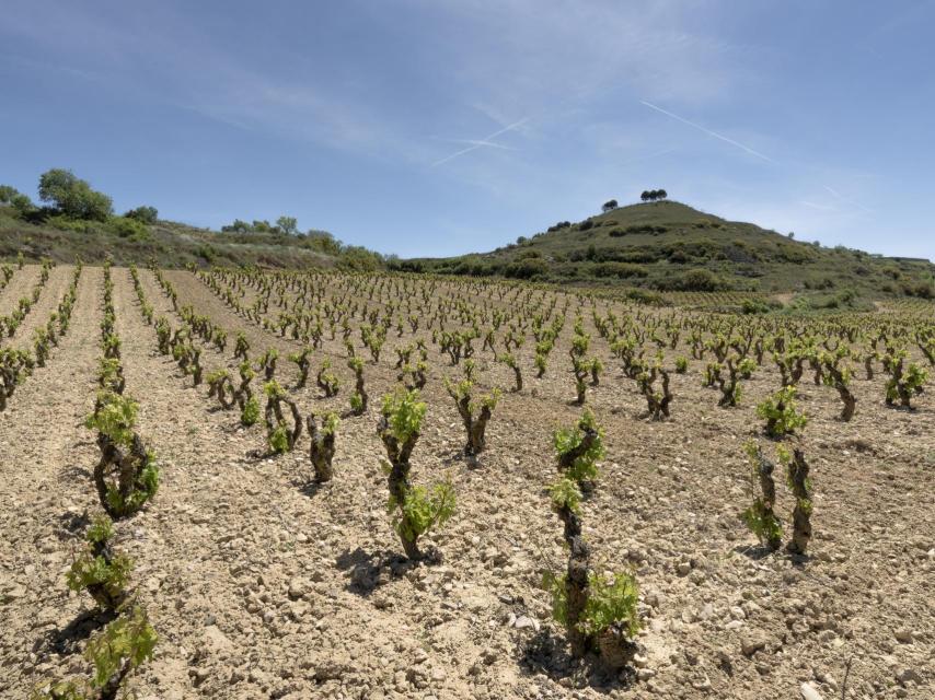 Viñedo Singular de Duermealmas, en Rioja Alta.
