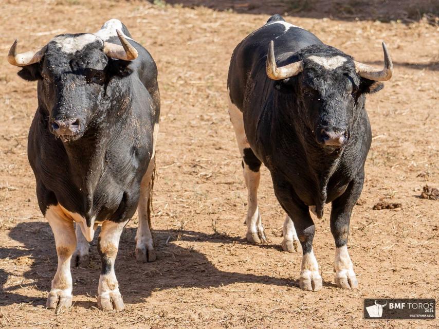 Toros de Galache lidiados en La Glorieta de Salamanca en la Feria de 2021
