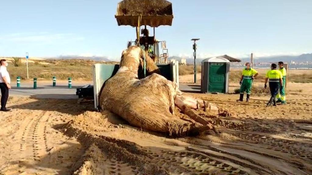 El servicio de limpieza trabaja en la recogida de la ballena de ocho toneladas en la playa de l'Altet de Elche.