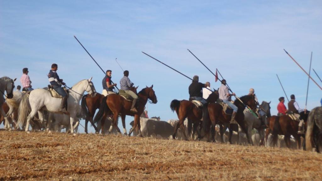 Encierro campero en Castronuño