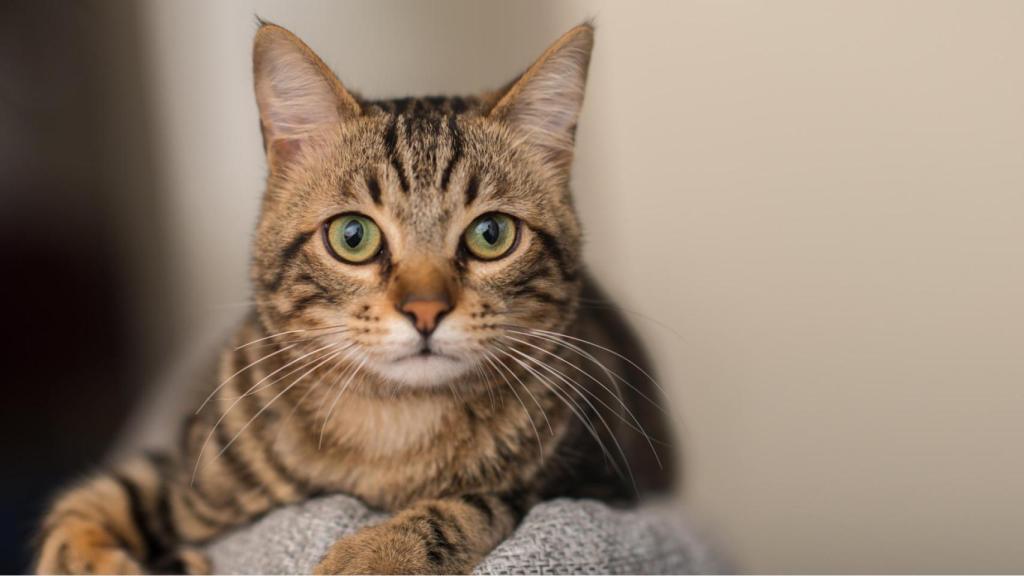 Imagen de archivo de un gato.