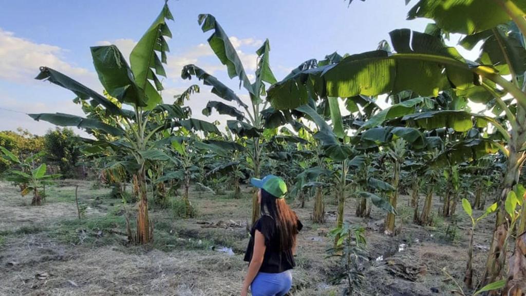Cultivos tropicales. Foto: Fertirayo.