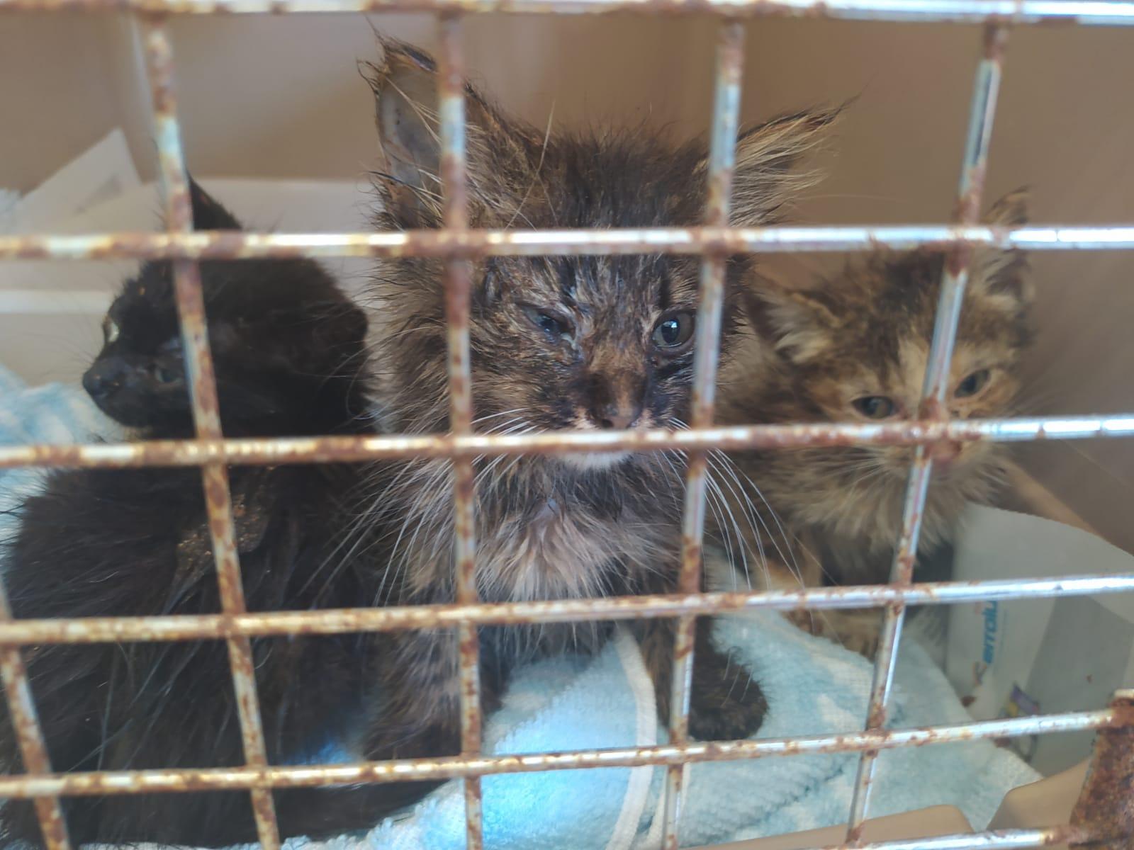 Los gatos recogidos este jueves junto a un contenedor en Padrón.