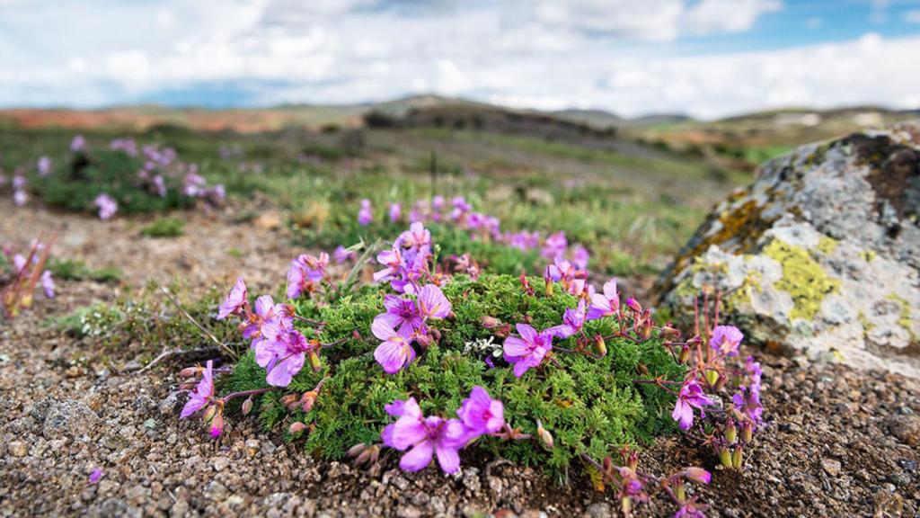 Cerros volcánicos de La Miñosa