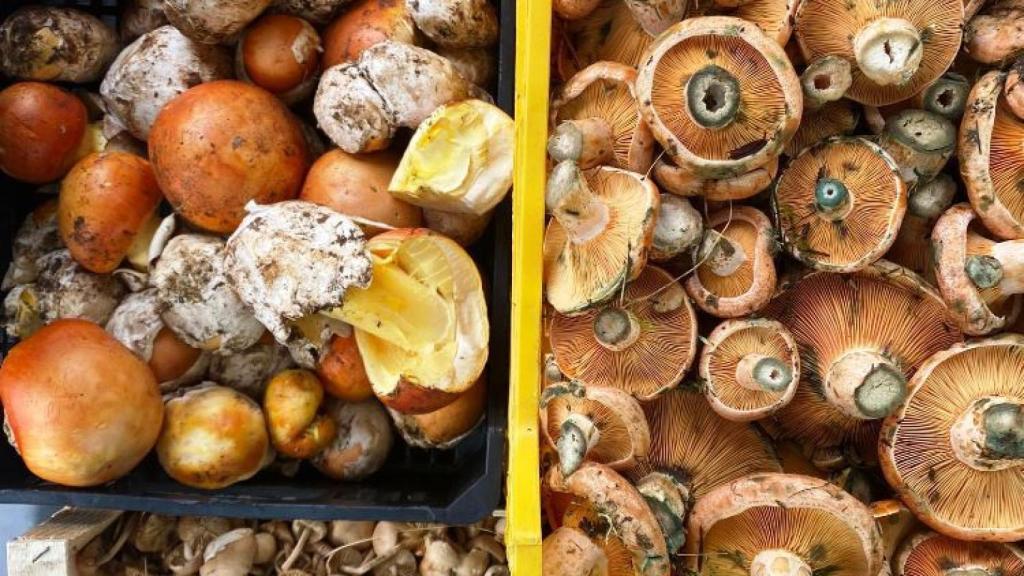 Con las lluvias y el otoño llegan las setas en sus distintas variantes