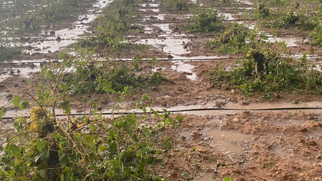 Las explotaciones agrarias, según COAG,  frenan la despoblación rural