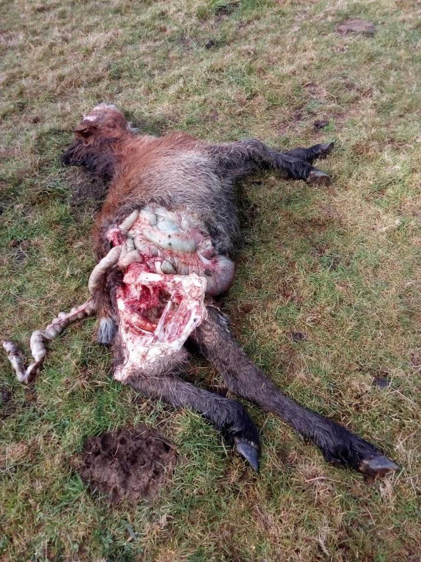 Uno de los caballos de Francisco Javier tras ser atacado por los lobos.