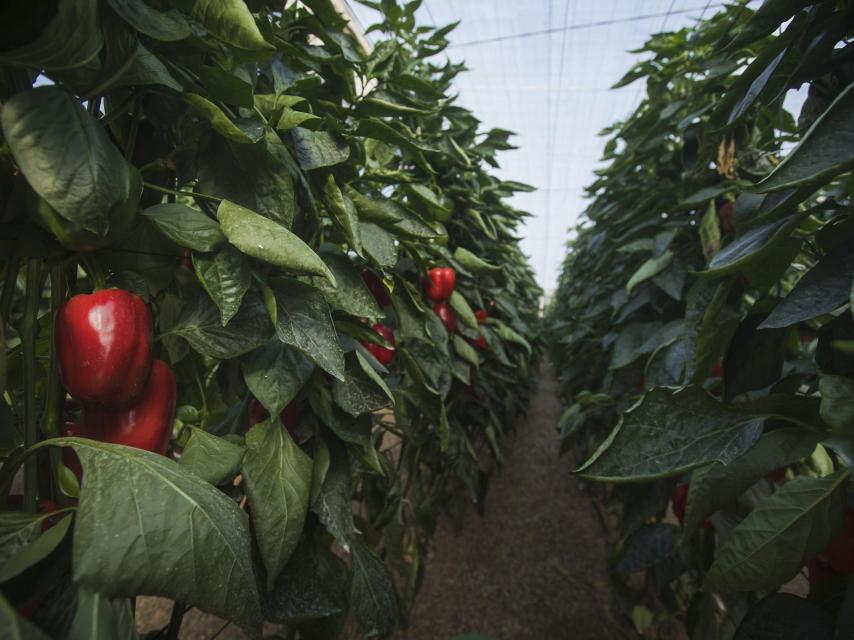 Mata de pimientos rojo dentro de un invernadero solar