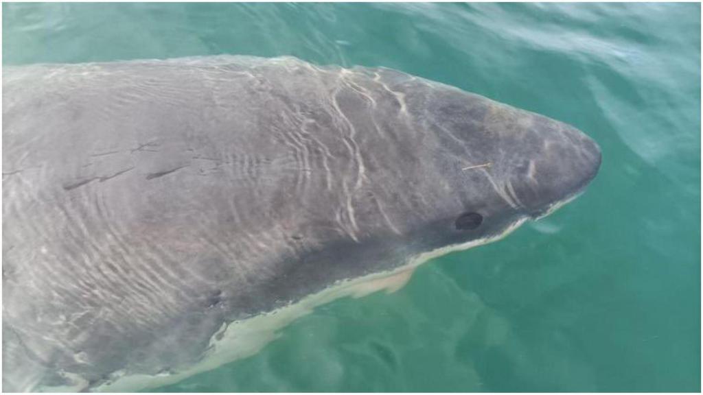 El tiburón divisado en A Coruña.