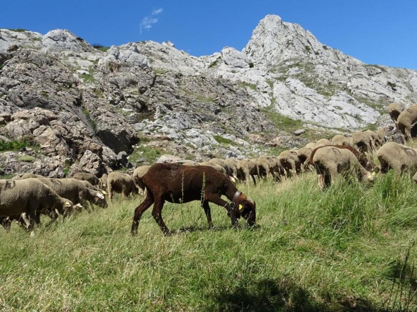 Imagen de pastoreo trashumante.