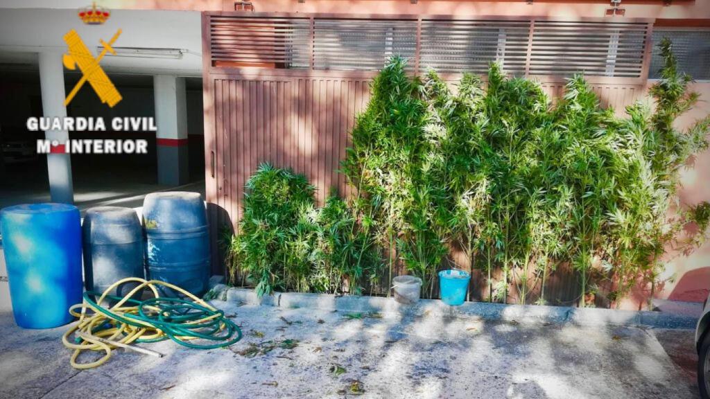 Plantas de marihuana intervenidas por la Guardia Civil en Aldea del Obispo