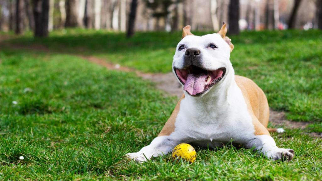 Los 9 perros que dan menos alergia a las personas