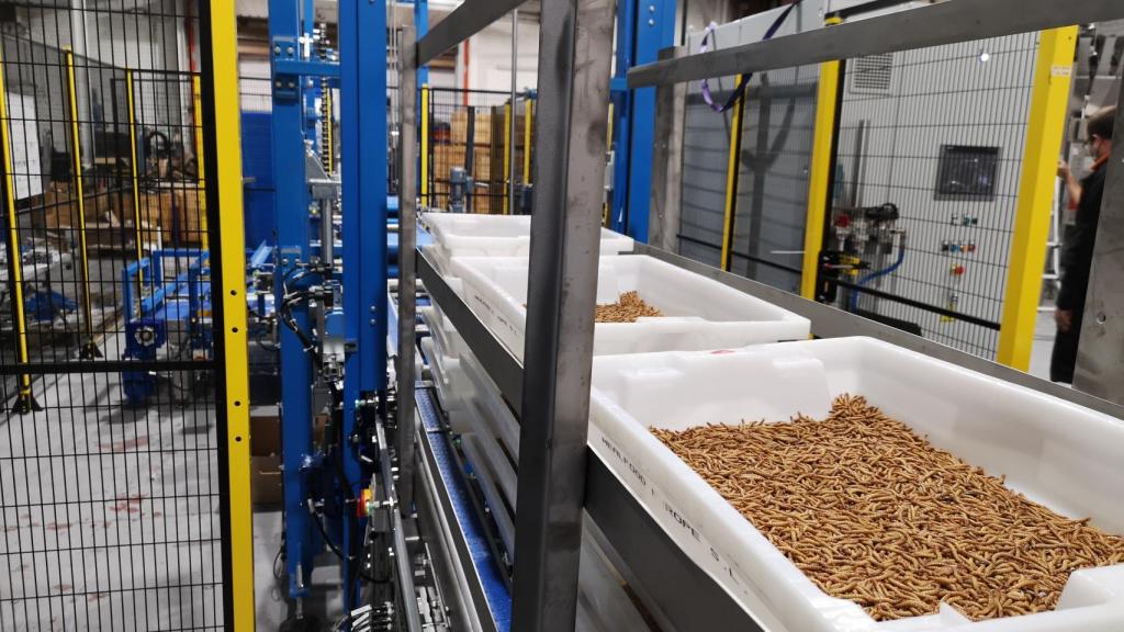 Planta de producción de gusanos en la empresa salmantina Tebrio