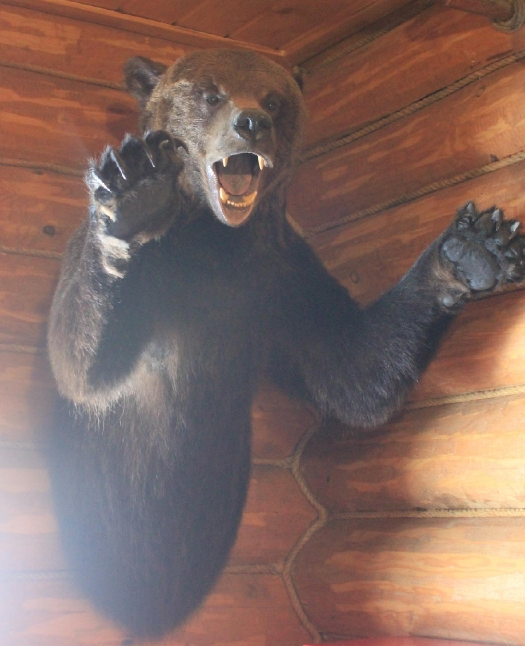 Un oso disecado en el hotel Glujarini Dom, la Casa del Urogallo, donde se hospedaron el rey y su pareja secreta.