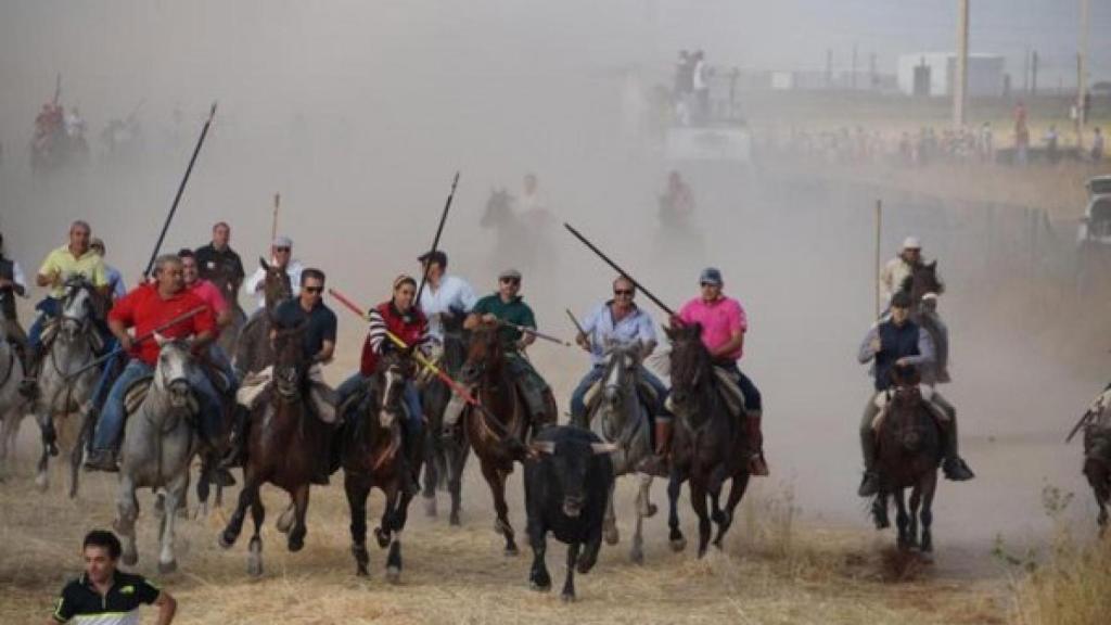 Encierro por el campo en la provincia de Valladolid