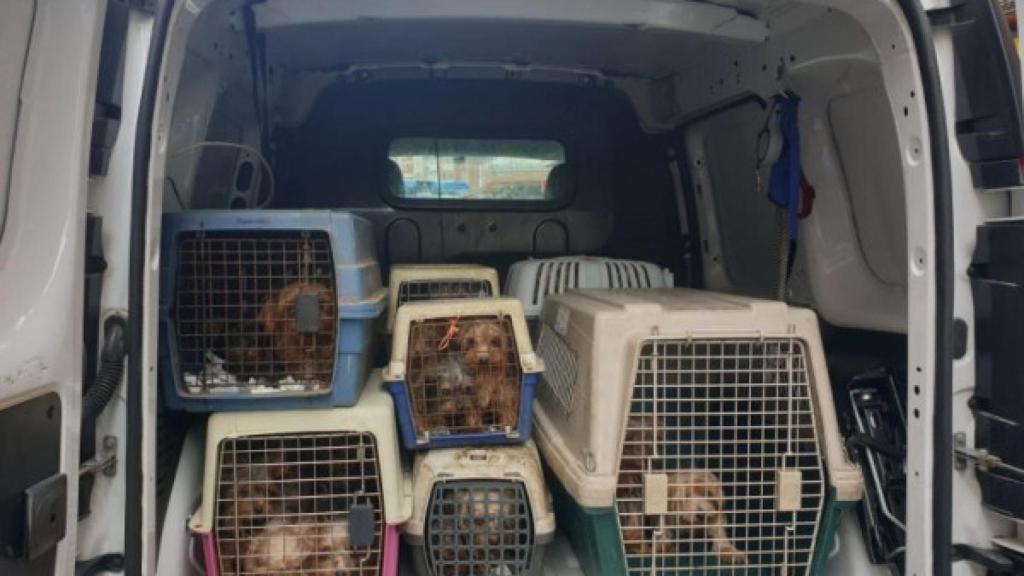 Momento en el que los perros son liberados del criadero ilegal
