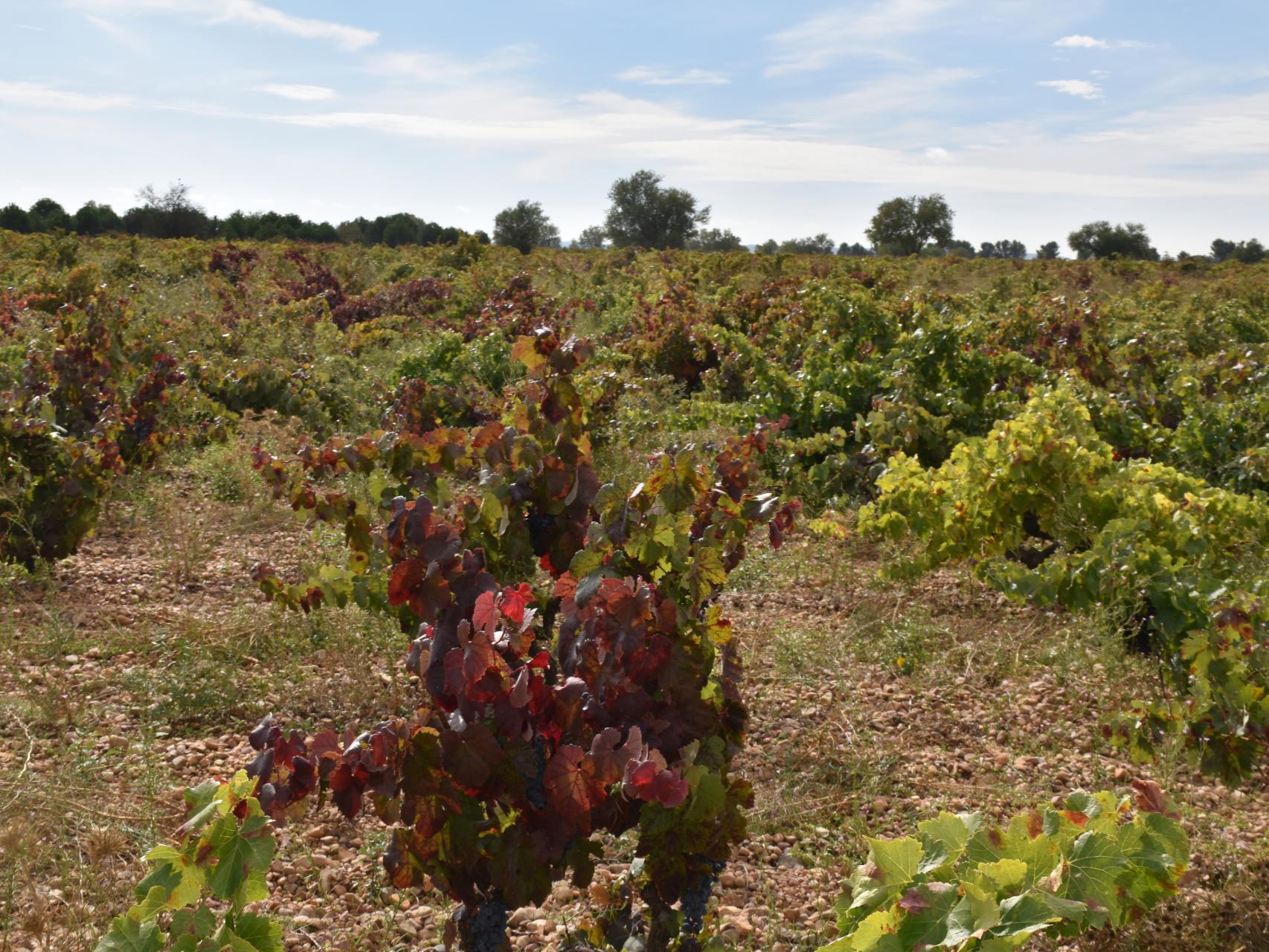 Los secretos de la vendimia en la Bodega Alfredo Santamaría