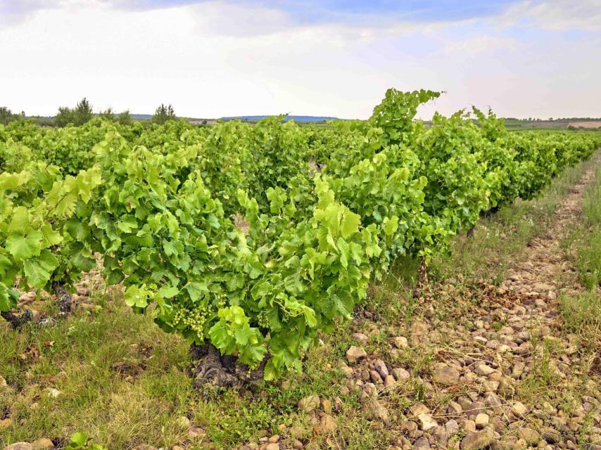 Viñedo Singular de garnacha en Tudelilla.