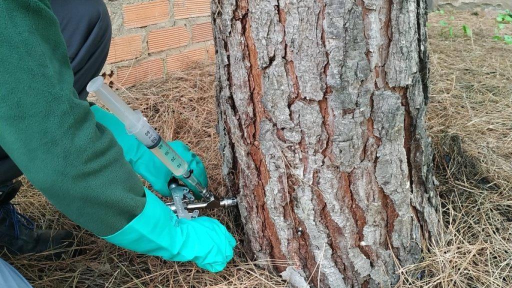 Técnica de endogamia para combatir la procesionaria