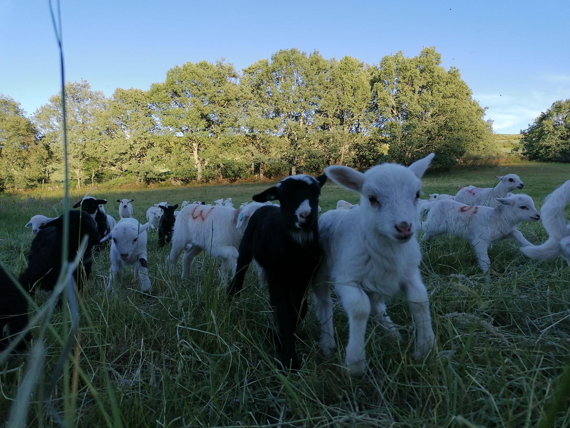 Varios de los corderos de A Ciruxana (Cedida).
