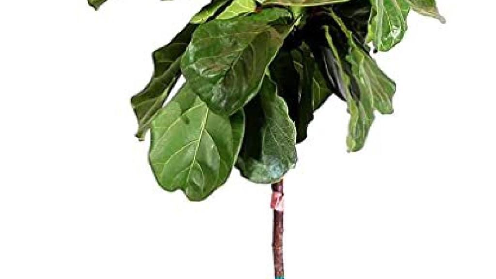 La higuera de hoja de violín