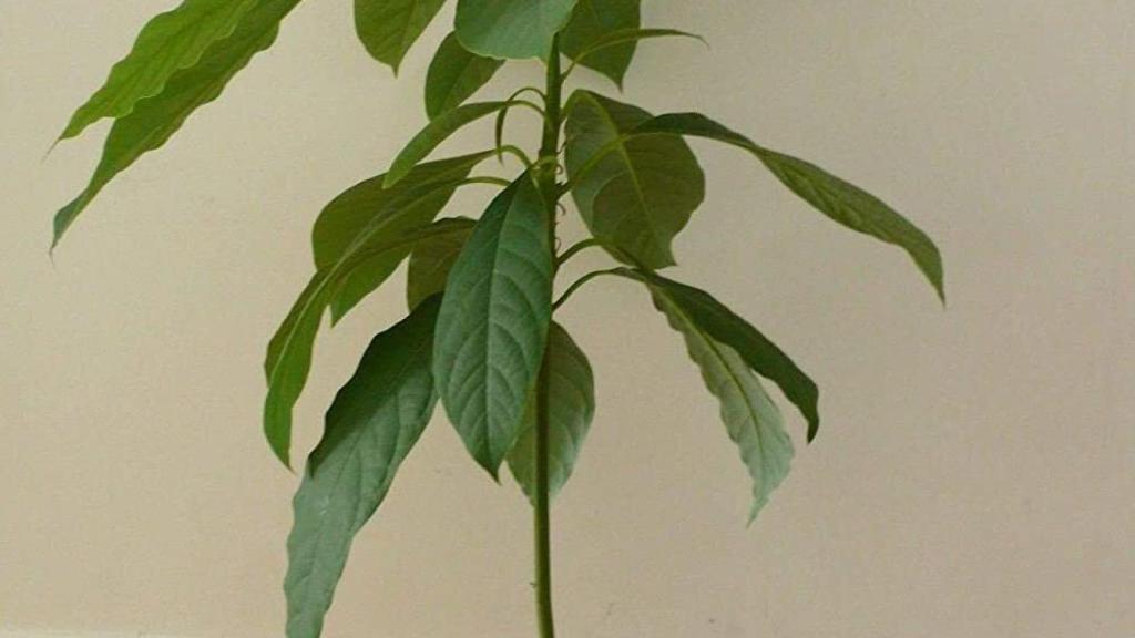 Árbol del aguacate